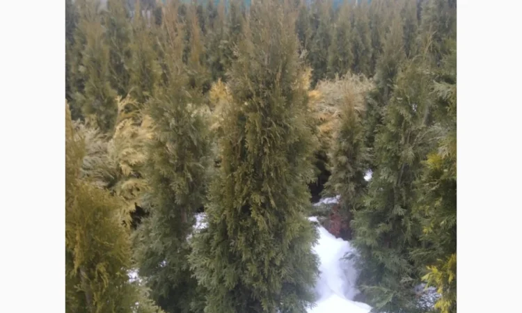 Продам туї оптом - фото № 3