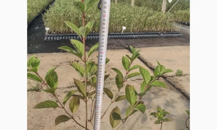 Саженцы гортензии оптом - фото № 1