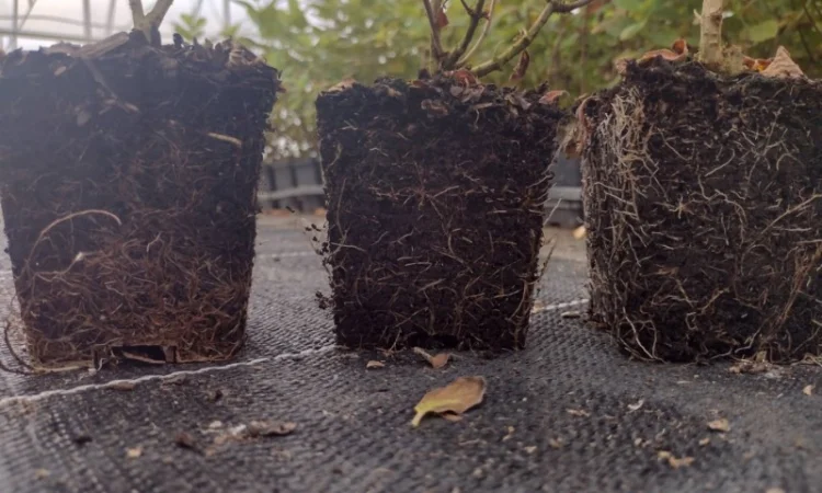 Саженцы гортензии оптом - фото № 10