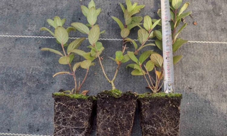 Саженцы гортензии оптом - фото № 11