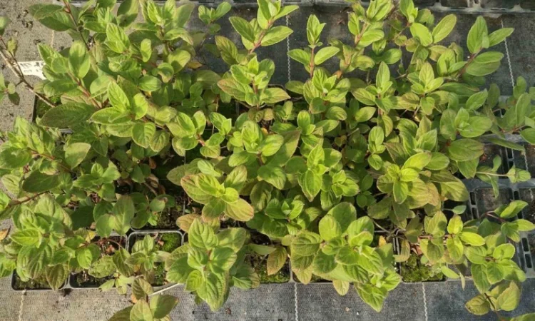 Саженцы гортензии оптом - фото № 13