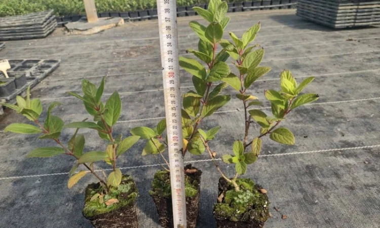 Саженцы гортензии оптом - фото № 2