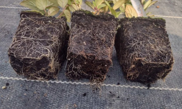 Саженцы гортензии оптом - фото № 3