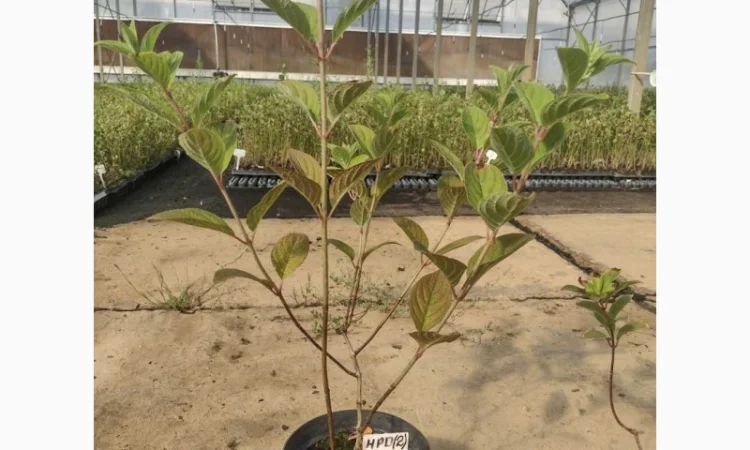 Саженцы гортензии оптом - фото № 4