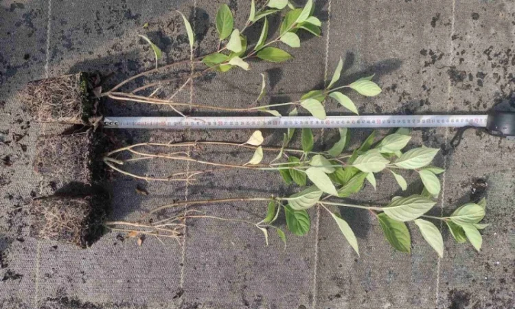 Саженцы гортензии оптом - фото № 5