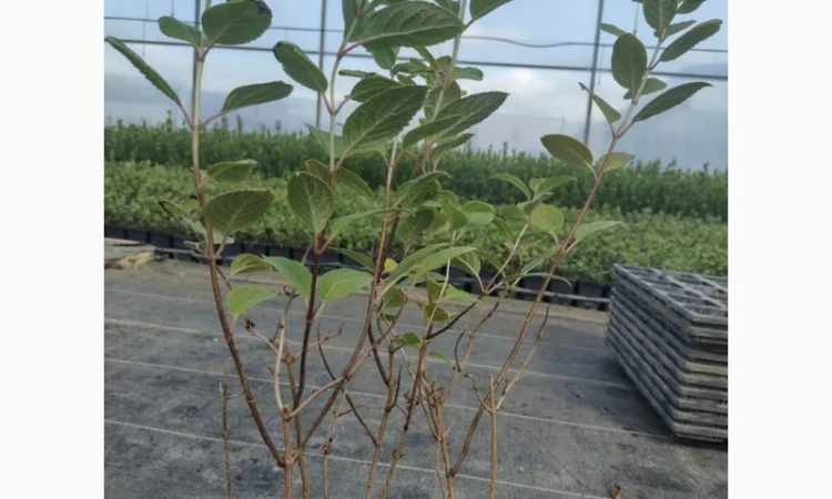 Саженцы гортензии оптом - фото № 7