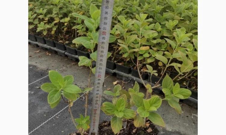 Саженцы гортензии оптом - фото № 8