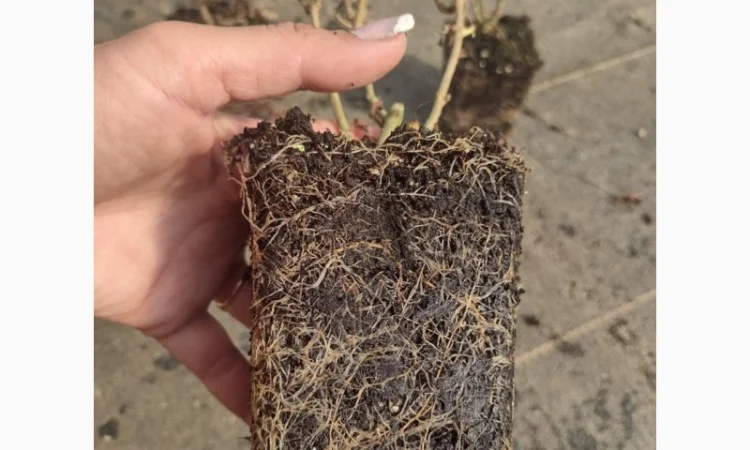 Саженцы гортензии оптом - фото № 9