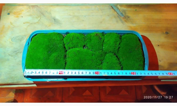 Свежий мох кочка для сада и дома - фото № 1