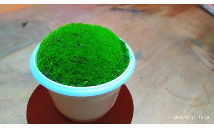 Свежий мох кочка для сада и дома - фото № 2