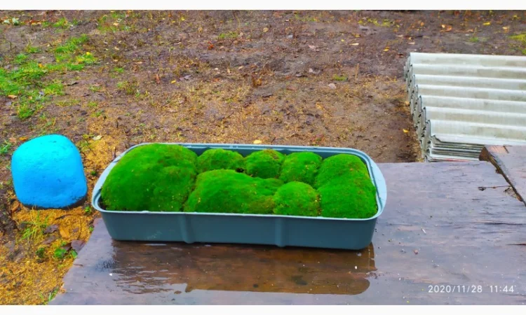 Свежий мох кочка для сада и дома - фото № 3