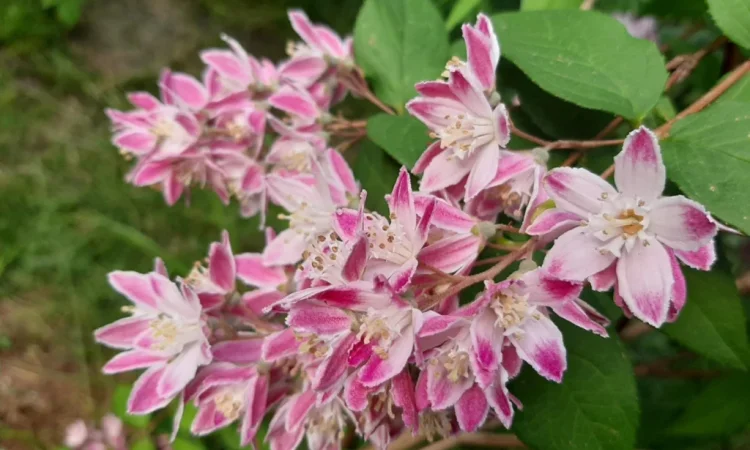 Дейція рожева - фото № 1