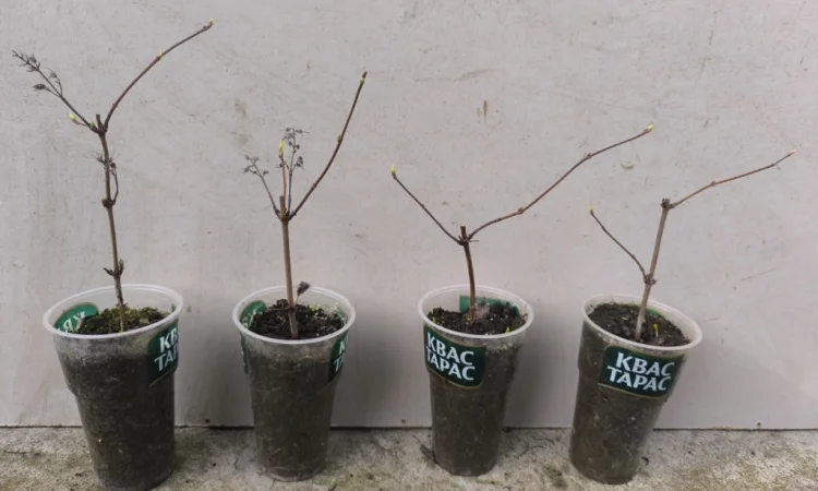 Дейція рожева - фото № 2