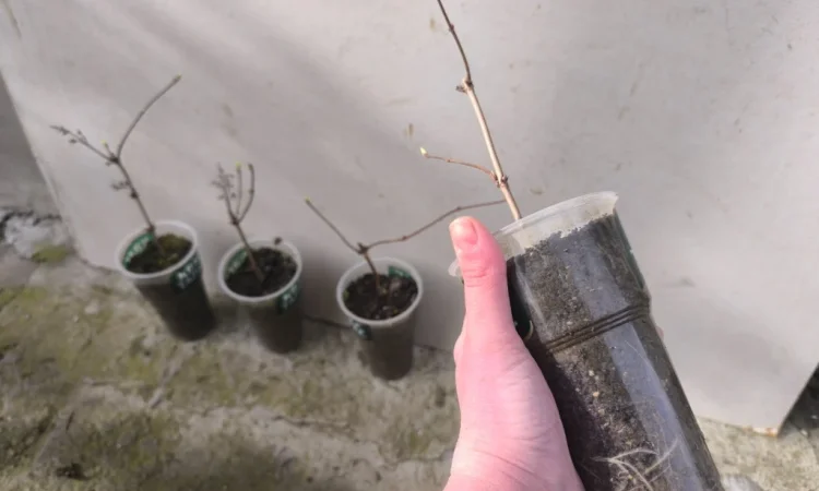 Дейція рожева - фото № 3