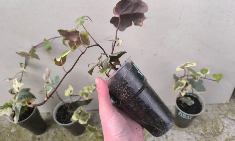 Плющ варієгатний - фото № 2