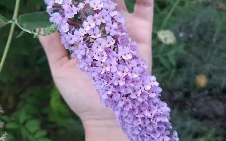 Будлея Давида - фото № 1