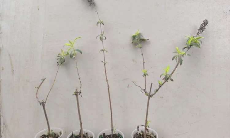 Будлея Давида - фото № 2