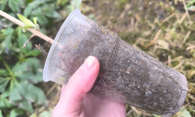 Будлея Давида - фото № 3