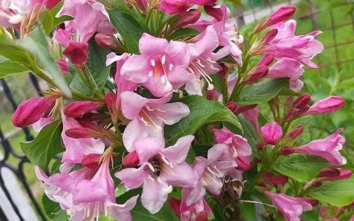 Вейгела - фото № 1