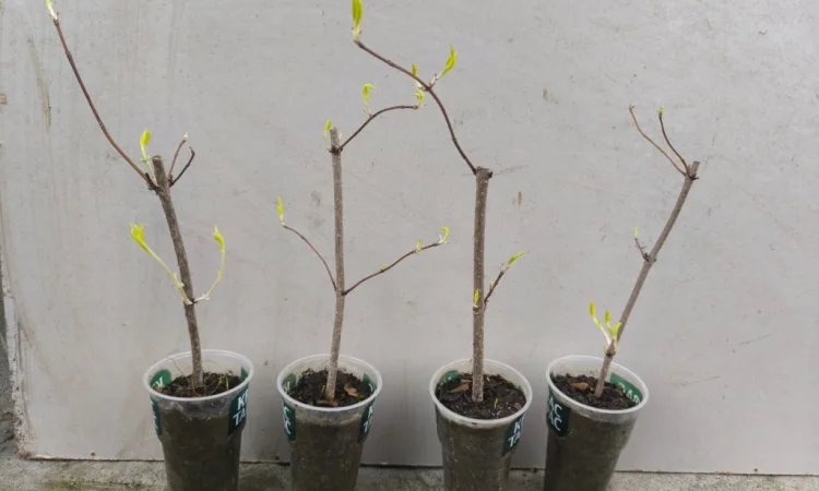 Вейгела - фото № 2