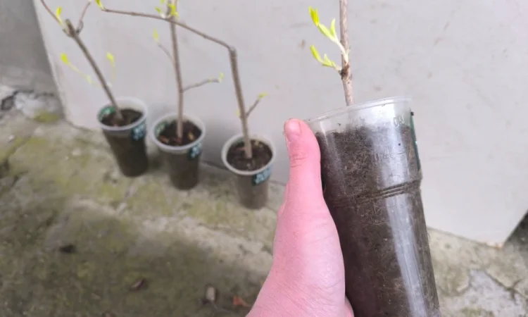 Вейгела - фото № 3