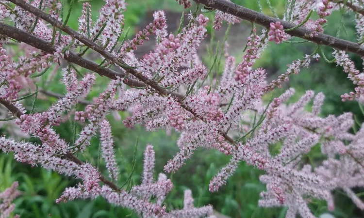 Тамарикс - фото № 1