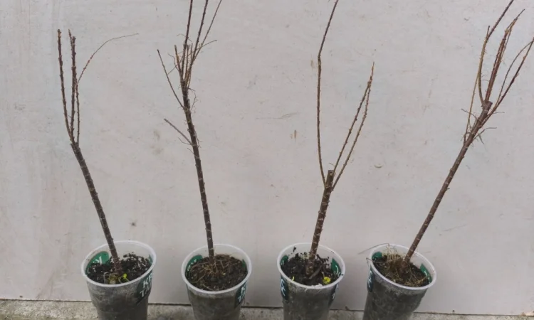 Тамарикс - фото № 2