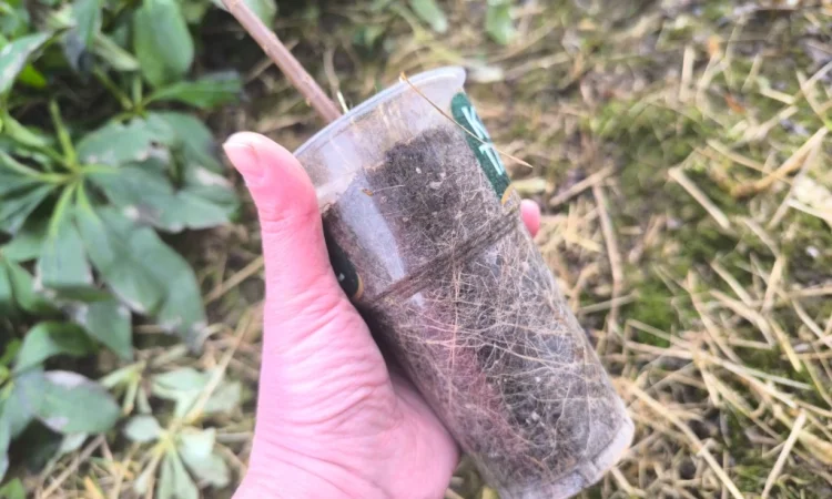 Тамарикс - фото № 3