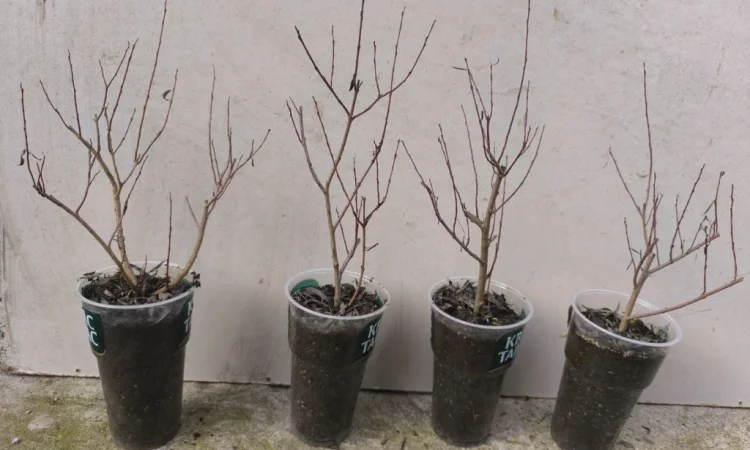 Декоративна верба пурпурова Нана - фото № 1