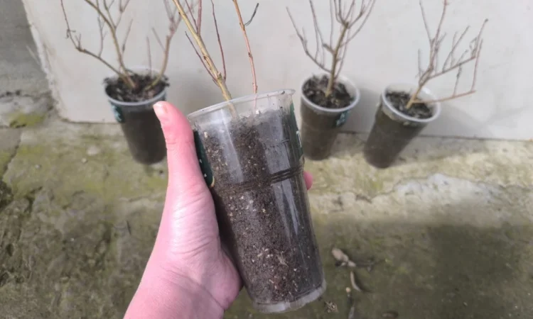 Декоративна верба пурпурова Нана - фото № 2