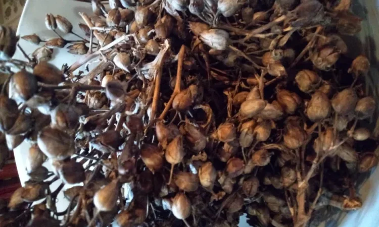 Семена махорки и табака - фото № 1