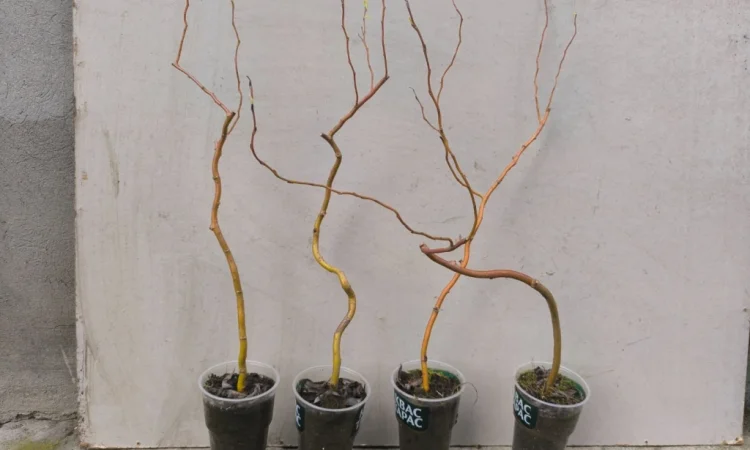 Декоративна верба Матсудана - фото № 1