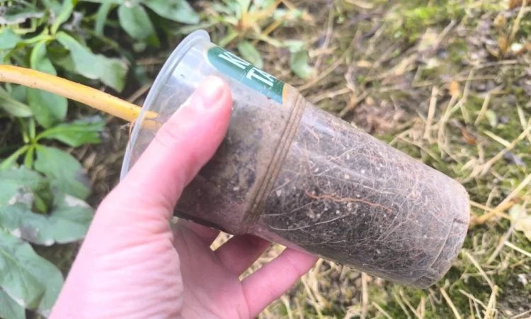 Декоративна верба Матсудана - фото № 2