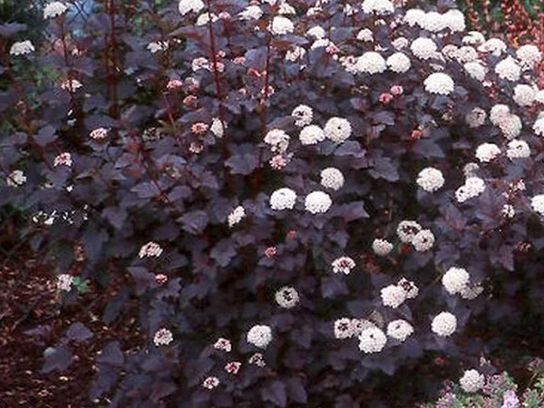 Пузыреплодник калинолистный Литл Девил 2 - фото № 1