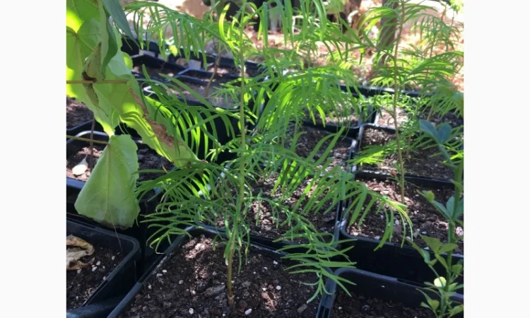 Пропонується метасеквойя – рідкісне реліктове дерево - фото № 1