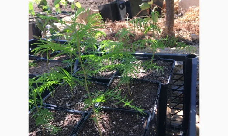 Пропонується метасеквойя – рідкісне реліктове дерево - фото № 2