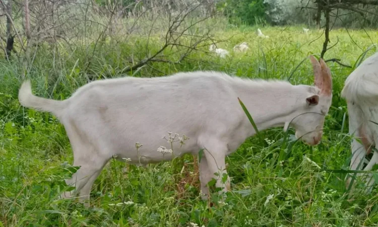 Коза,козел, мясо, живой вес - фото № 1