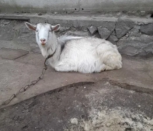 Продам котных коз, (35грн за кг живой вес) - фото № 1