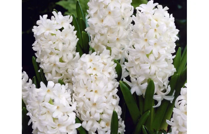 Гіацинти цибульки - фото № 3