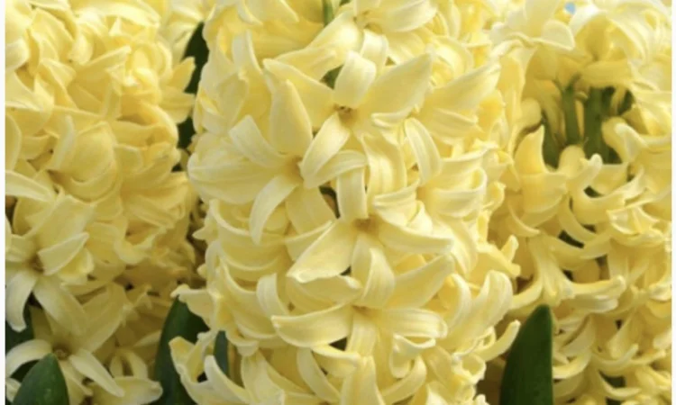 Гіацинти цибульки - фото № 4