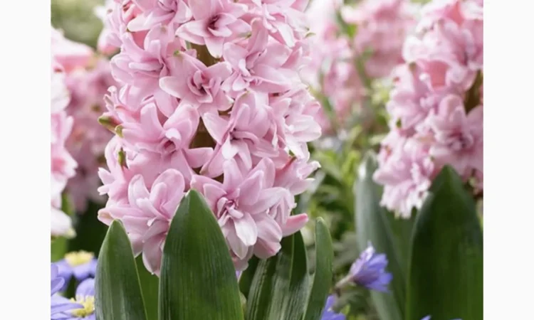 Гіацинти цибульки - фото № 5