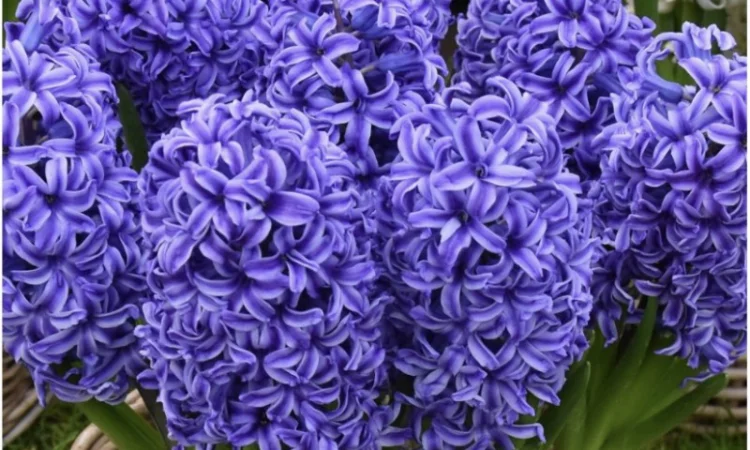 Гіацинти цибульки - фото № 6