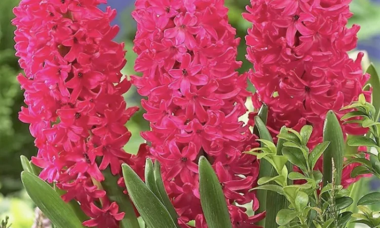 Гіацинти цибульки - фото № 7