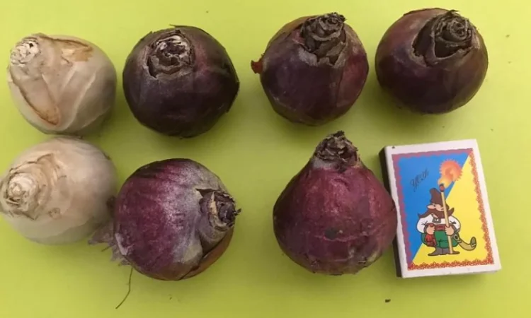 Гіацинти цибульки - фото № 2