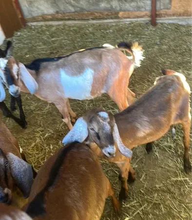 Козлики та кози на мясо - фото № 1