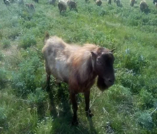 Коза, козы, козынята, на мясо - фото № 1