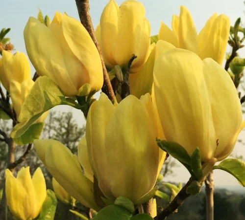 Саженцы магнолии Yellow в продаже - фото № 1