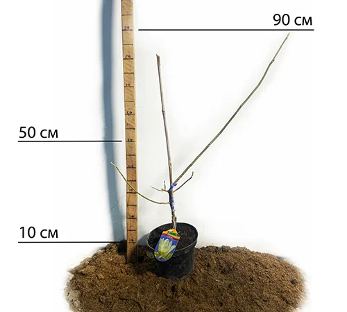 Саженцы магнолии Yellow в продаже - фото № 2