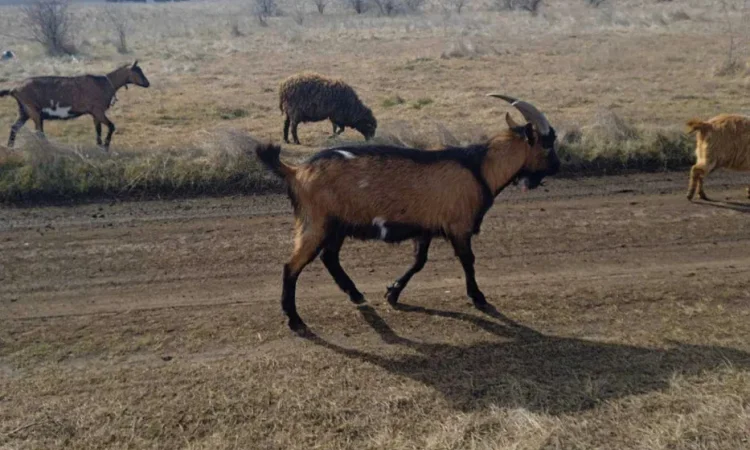 Зааненські кози на молоко та м'ясо недорого! - фото № 1