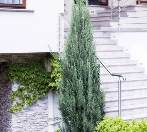 Саджанці ялівцю Блю Арроу у продажу - фото № 1